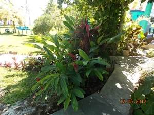 Big lush bromeliads