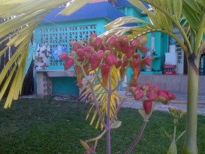 Blooming Succulent Hummingbird Attractor