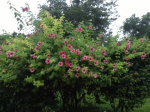 Trumpet Vine Blooming