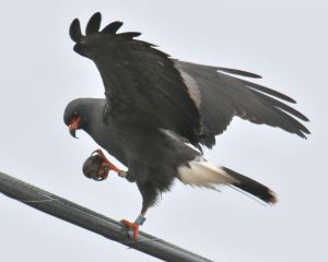 Snail Kite