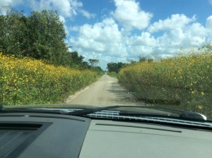 Fields of Wildflowers