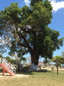 One of Many Majestic Trees