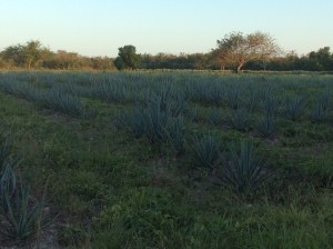 Start With Blue Agave