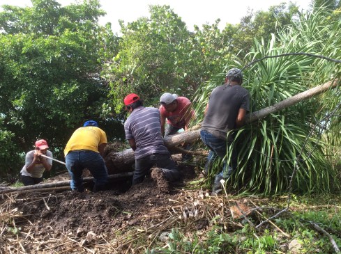 Six smaller "foot of elephant" palms that also had to be moved.