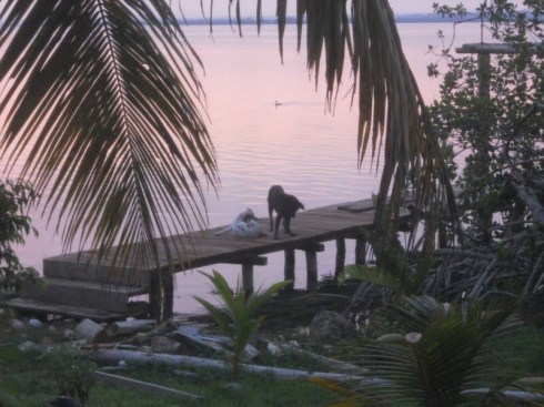 The puppies like the new dock.