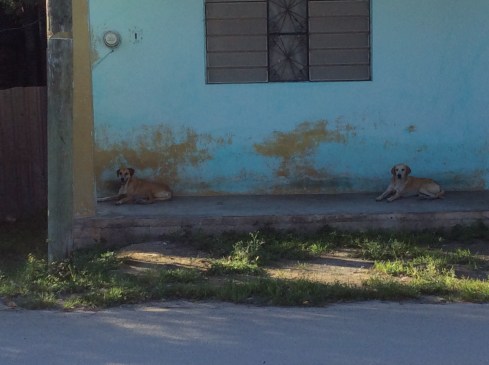 They certainly think they live here and someone is feeding them.