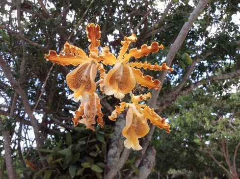 Orchids on Cozumel Island