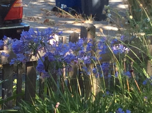 Petaluma, CA last summer.