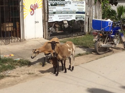 A car chase in Bacalar would require avoiding hitting the goats.