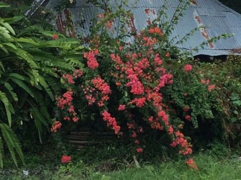 Bogavilla of all colors are blooming year round.