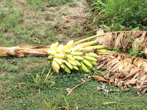 This bunch came down in the heavy downpour.