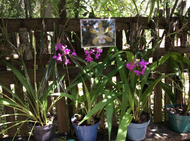 Many types of orchids grow on our property in Bacalar.