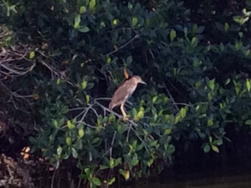 A green heron. Santiago had great eyes and slowed to make sur we didn't miss anything.