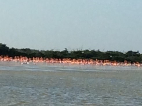 We witnessed a parade of flamingos walking on spindly legs across the mud flats. 
