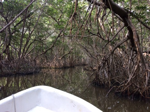 A ride through the mangrove tunnel.