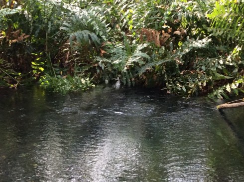 Natural fresh water spring.