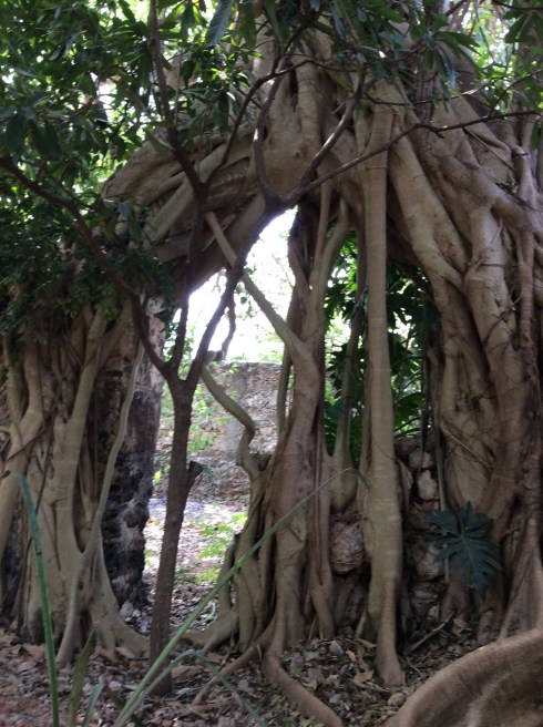Ancient trees in the yard. Amazing.