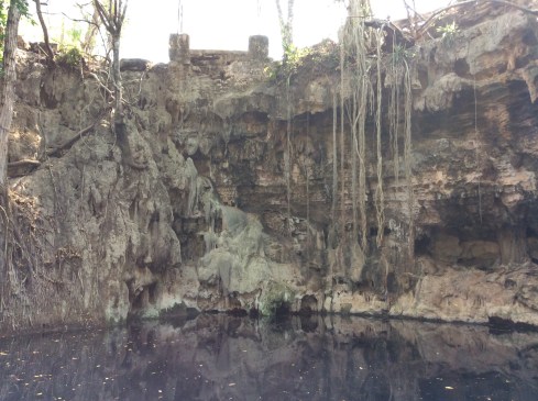 Thirsty trees reach for water.