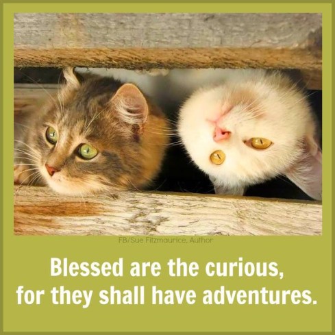 The Adventures of Dos Tortas