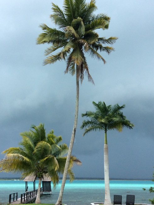 Palm trees are perfectly adapted to withstand heavy wind.