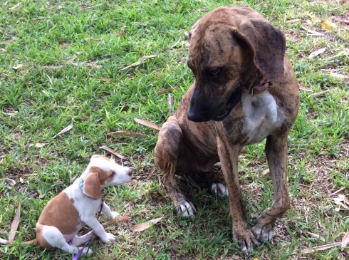 She likes the BIG dogs. Our friend Olga's dog, Monte Carlo.