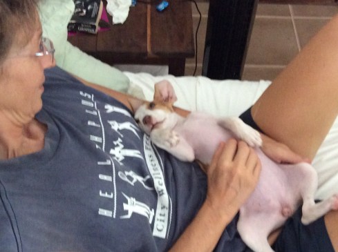 Luna loves belly rubs.