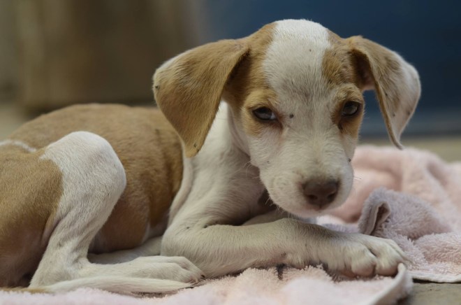 Left in a bag on the street covered in ticks and fleas.