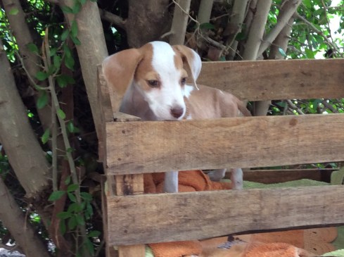 A trip to the vet. Everything checked out.