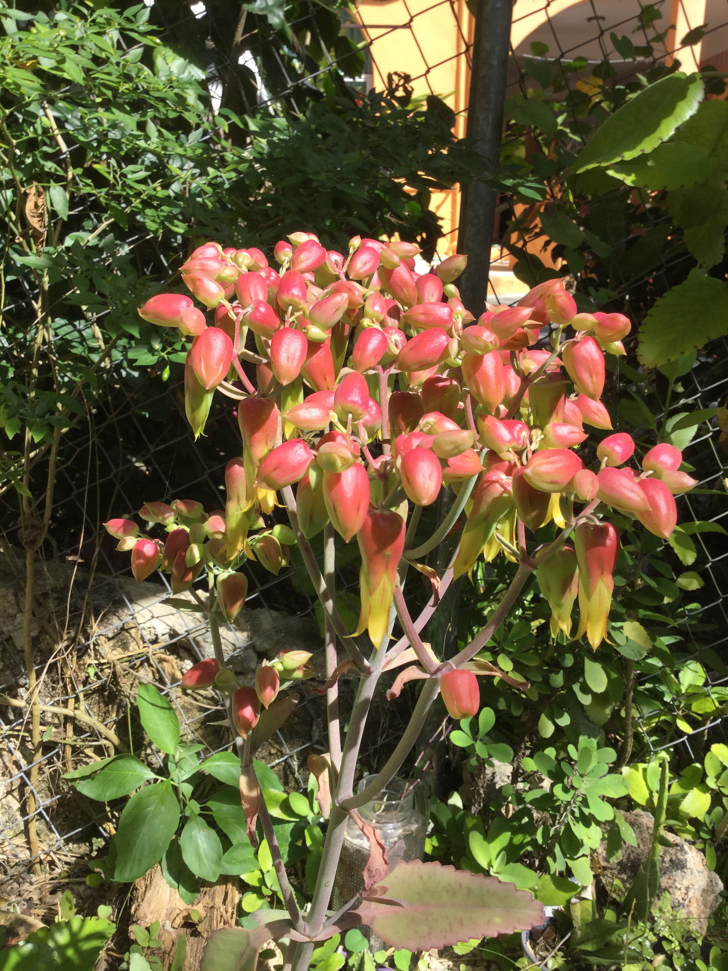 850454B3-02BC-4E0D-93FA-A26E4B44F0D0